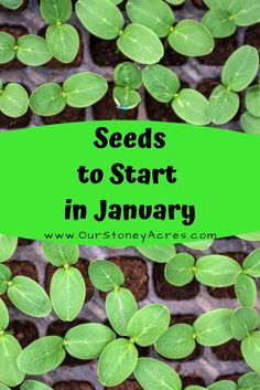 seed plants with the words seeds to start in january on top and bottom, surrounded by green leaves