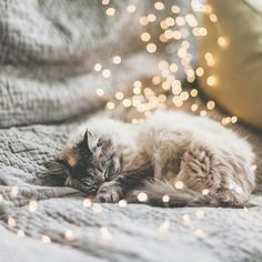 a cat sleeping on top of a bed next to a blanket and lights in the background