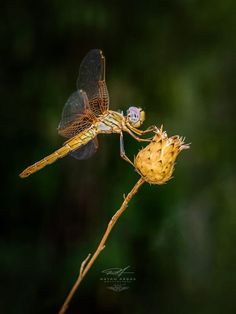 a dragonfly sitting on top of a yellow flower