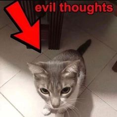 a cat standing on top of a white tile floor next to a red arrow that says evil thoughts