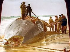 a group of men standing on top of a large whale in the sand at the beach