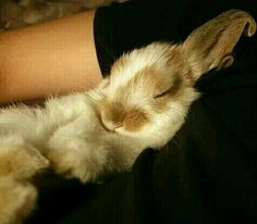 a small white and brown rabbit sleeping on someone's lap