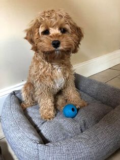 a brown dog sitting on top of a gray bed with a blue toy in it's mouth