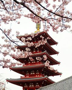 the pagoda is surrounded by cherry blossoms in front of it's tall red tower