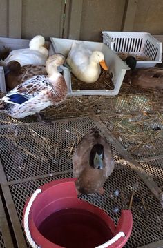 two ducks are sitting on the floor eating out of a red bowl that is filled with water