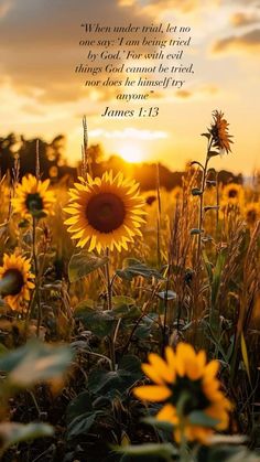 sunflowers in a field with a bible verse