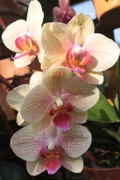 two white and pink orchids in a pot