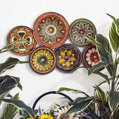 a bunch of plates hanging on the wall next to some plants and flowers in vases