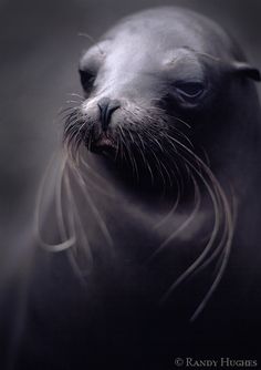 a close up of a sea lion with its head on top of another animal's face