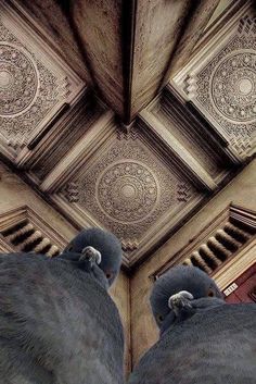 two pigeons sitting on top of each other in front of a ceiling with ornate designs