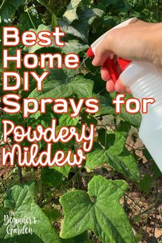 the best home diy sprays for powdery mildew are easy to use