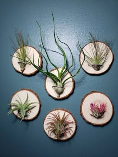 air plants are arranged on slices of wood that have been cut into smaller pieces and placed on the wall