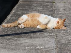 an orange and white cat is laying on the sidewalk with it's eyes closed