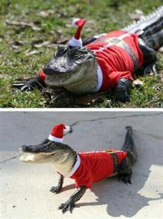 an alligator dressed as santa claus is laying on the ground