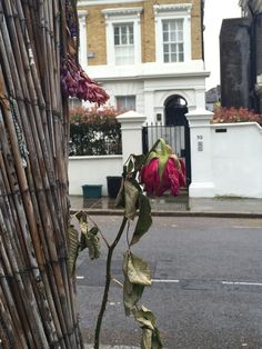 a red flower is growing on the side of a bamboo pole in front of a building