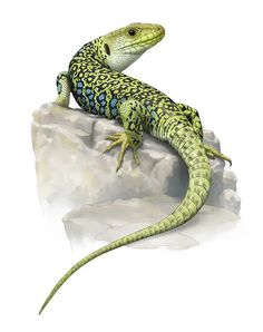 a green and blue lizard sitting on top of a white rock covered in lichen