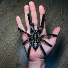 a person's hand holding a black and white spider