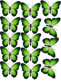 green butterflies with black outlines on the wings, all in different positions and colors