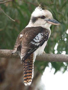 a bird sitting on top of a tree branch