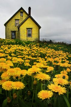 a yellow house sitting on top of a lush green hillside covered in lots of yellow dandelions