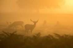 some deer are standing in the foggy field