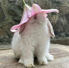 a small white rabbit with a pink flower on its head