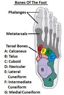 the bones of the foot are labeled