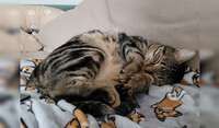 a cat laying on top of a bed covered in blankets