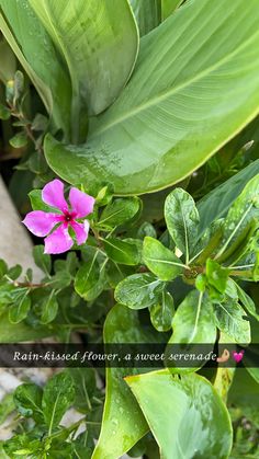 the pink flower is blooming in the green leaves