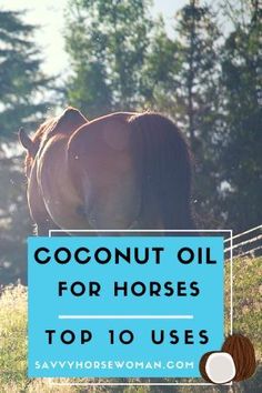 a brown horse standing on top of a lush green field next to a blue sign that says coconut oil for horses