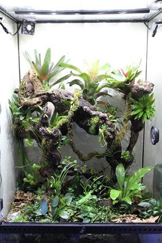 an aquarium filled with plants and rocks