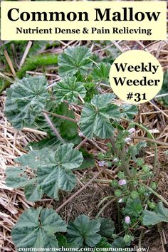 a close up of a plant with the words common mallow on it