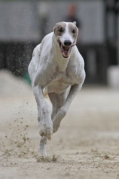 a dog running in the dirt with it's mouth open