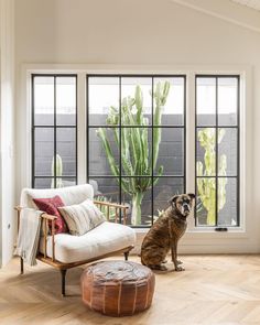 a dog sitting on the floor in front of an open window with cactuses outside