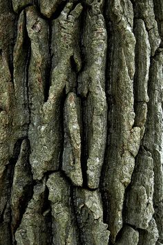 the bark of an old tree with no leaves