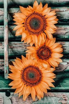 three orange sunflowers sitting next to each other on a wooden surface with peeling paint