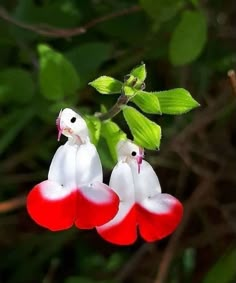 two white and red birds sitting on top of a flower