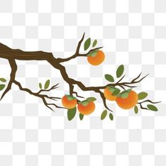 an orange tree branch with fruit on it, transparent background png and psd