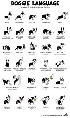 a dogue language chart with different types of dogs and their names in black and white