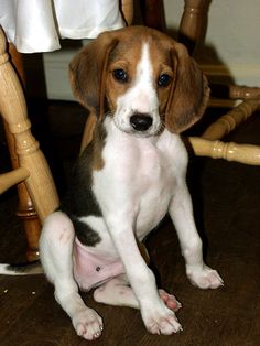 a puppy sitting on the floor next to a chair