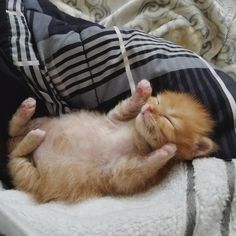 an orange kitten sleeping on top of a bed