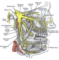 Trigeminal Nerve, Dental Hygienist School, Nerve Anatomy, Dental Assistant Study, Dental World, Gross Anatomy, Dental Hygiene School