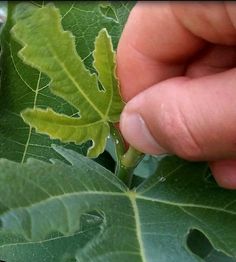 a hand is touching the leaves of a plant