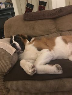 a brown and white dog laying on top of a couch