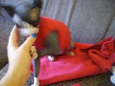 a cat sitting on top of a couch next to a person holding a toothbrush