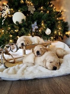 two puppies are sleeping on a blanket in front of a christmas tree with lights