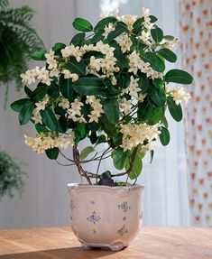 a potted plant sitting on top of a wooden table next to a curtained window