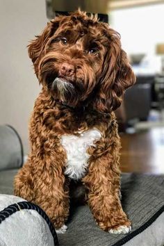 a brown dog sitting on top of a cushion