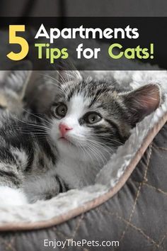 a cat laying in a bed with the words 5 apartments tips for cats