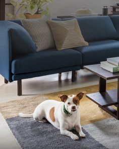 a dog sitting on the floor in front of a blue couch and coffee table with books